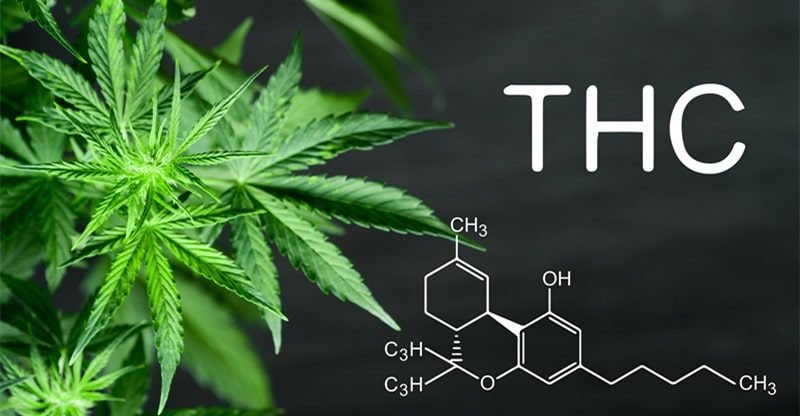 Anxiousness Administration: THC vs. THCA, Which One Comes Out on Prime