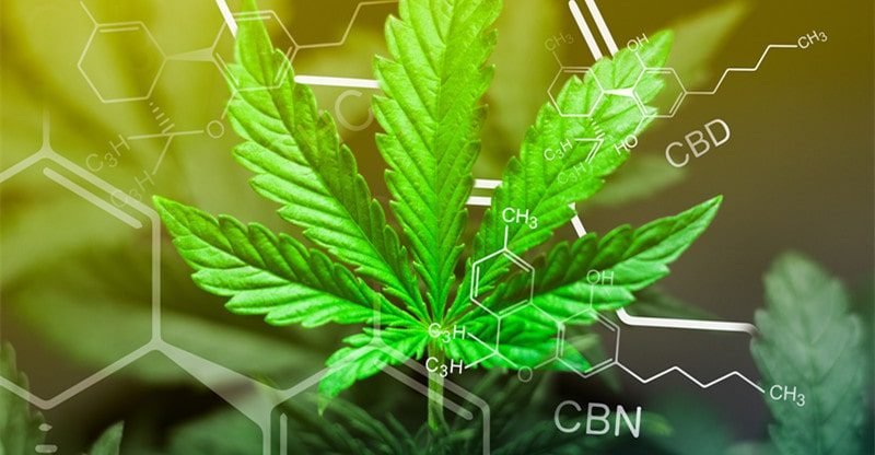 CBN vs. CBD: Which Cannabinoid Is Proper for You?